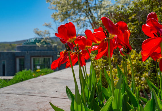 An image of the flowers with the Marist rotunda in the background.