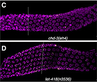 Image of Genetics Research from a Microscope