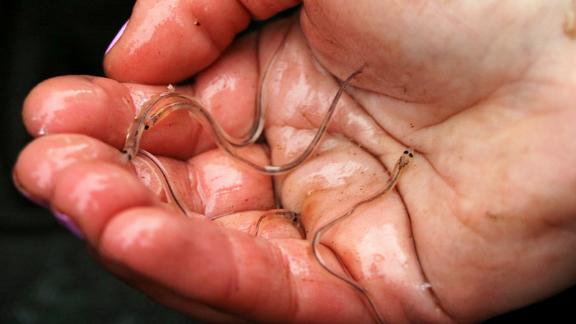 Doing Research on American eels