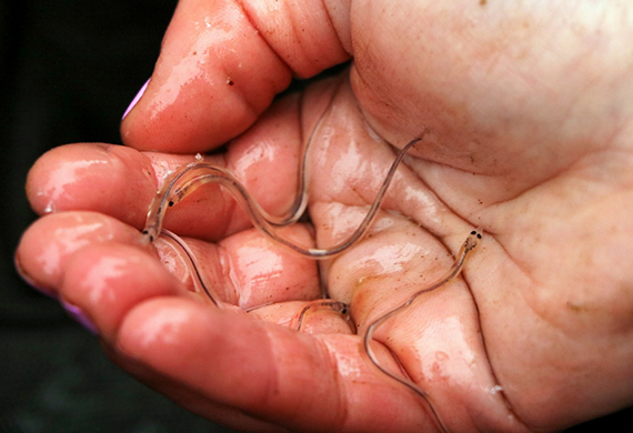 Doing Research on American eels