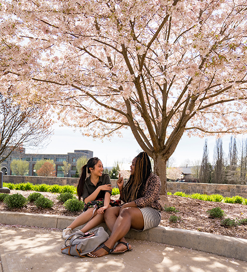 Marist students sitting under a tree