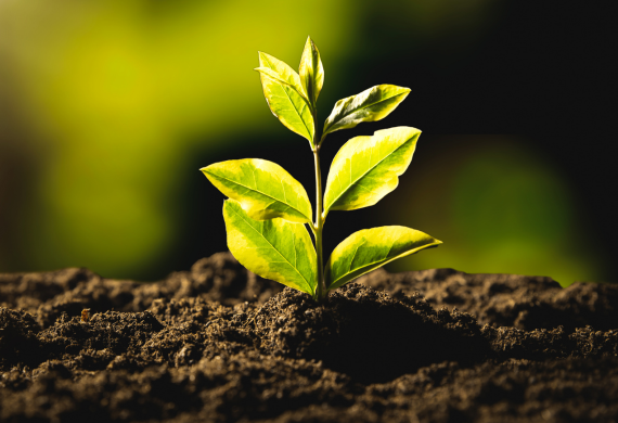 image of plant blooming from dirt