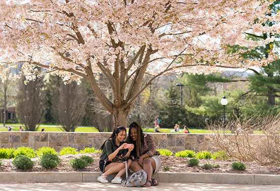 Students under a tree on campus