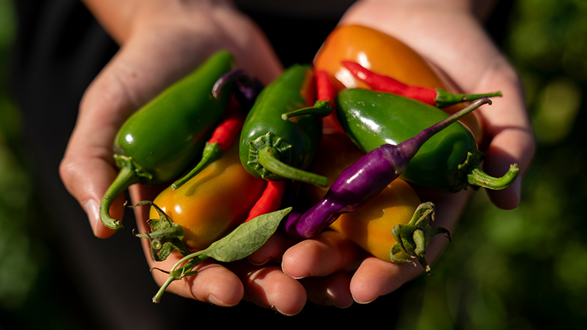 Image of Jessica Hawkins holding peppers