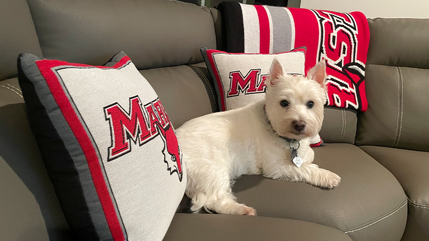 image of: Abbe is the Weinman’s 13-year-old Westy and a big Marist fan