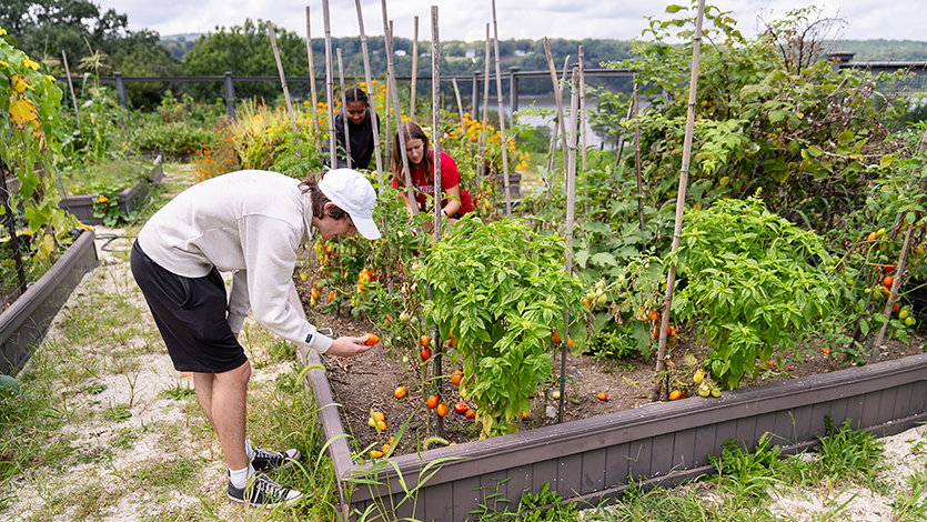 Image of students in the Community Garden.