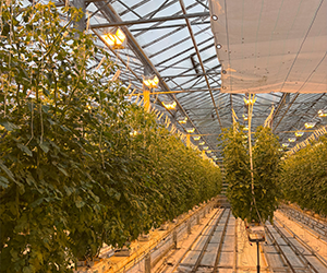 Image of Icelandic plants, taken by Kyra Campbell, Presidential Equity Fund recipient.