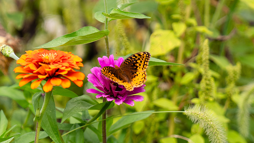 Image of a butterfly (a pollinator) resting on a flower in the Marist Community Garden. Photo by Nelson Echeverria/Marist University.
