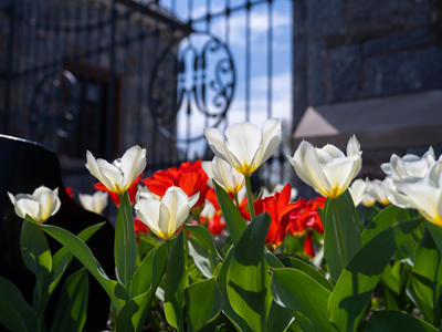 Image of tulips outside the main gate to Marist University.